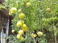 Yellow Pomegranate