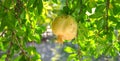 Yellow pomegranate on a tree with luscious green leaves