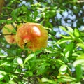 Yellow pomegranate on a tree with luscious green leaves