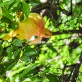 Yellow pomegranate on a tree with luscious green leaves