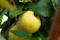 Yellow Pomelo fruit (Pummelo or Citrus maxima) hanging on the tree Royalty Free Stock Photo