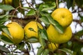 Yellow pomelo fruits hanging in a tree