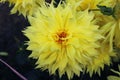 Yellow pompom dahlia flower. yellow Chrysanthemum Flower. Pompon Dahlia.Beautiful decorative yellow Chrysanthemums, sometimes call Royalty Free Stock Photo