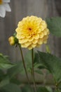 Yellow Pompom Dahlia flower close up. Growing flowers in garden Royalty Free Stock Photo