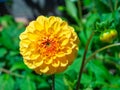 Yellow pompom dahlia in a garden with blurred background Royalty Free Stock Photo