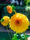 Yellow pompom dahlia in a garden with blurred background Royalty Free Stock Photo