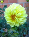 Yellow pompon dahlia Royalty Free Stock Photo