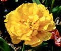 Yellow Pomponette Tulip