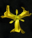 Yellow Pond Iris Bloom