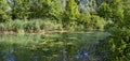 Yellow pond-lilies in a riparian forest