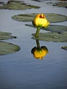 Yellow pond Lilly with reflection