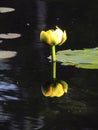 Yellow pond Lilly with reflection