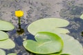 Yellow Pond Lily Royalty Free Stock Photo