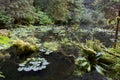 Yellow Pond Lily Pads  845424 Royalty Free Stock Photo