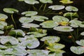 Yellow Pond Lily Pads  842461 Royalty Free Stock Photo