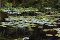 Yellow Pond Lily Pads  842460 Royalty Free Stock Photo