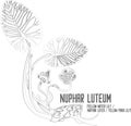 Nuphar luteum flower contour vector illustration