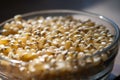 Yellow popcorn kernels in a glass bowl on a kitchen counter Royalty Free Stock Photo