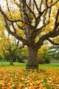 Yellow poplar in autumn park