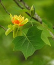 Yellow Poplar flower and leaf