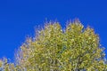 Yellow poplar in Jess Martin Park, Julian, California