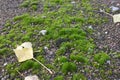 Yellow poplar leaf on green moss
