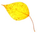 Yellow poplar leaf isolated