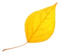 Yellow poplar leaf isolated