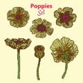 Yellow poppies set, hand drawn doodle, sketch in pop art style, illustration Royalty Free Stock Photo