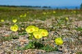 Yellow poppies on the shore of Lake Baikal