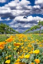 Yellow Poppies in a Texas Vineyard