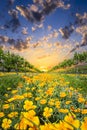 Yellow Poppies in a Texas Vineyard