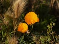 Yellow poppy