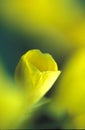 Yellow poppy