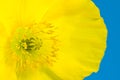 Yellow Poppy