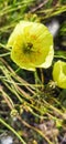 Yellow poppy. Blooming yellow poppies. Close-up of the head of a yellow poppy on a dark background.