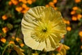 Yellow poppy close-up, Arctomecon merriamii springflower