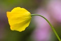 Yellow Poppy flower Royalty Free Stock Photo