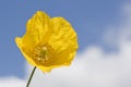 Yellow poppy flower Royalty Free Stock Photo