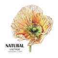 Yellow poppy flower drawn by hand with colored pencil