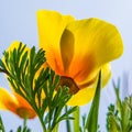 Yellow Poppy