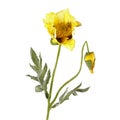 Yellow poppy flower isolated on white Royalty Free Stock Photo