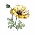 Yellow Poppy Flower Watercolor Painting On White Background Royalty Free Stock Photo