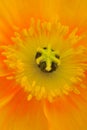 Yellow poppy flower shot with macro lens Royalty Free Stock Photo