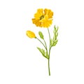 Yellow Poppy Flower with Showy Petals on Green Stem Vector Illustration