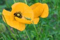 yellow poppy flower on thin stem and grasshopper on green blurred background. Selective focus Royalty Free Stock Photo