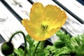 Yellow Poppy Against Aged Wood