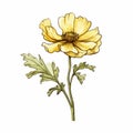 Yellow Poppy Flower Vector Illustration In Jacek Malczewski Style Royalty Free Stock Photo