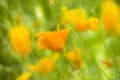 Yellow poppy flowers