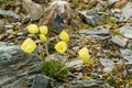 Yellow poppy flowers mountains Royalty Free Stock Photo